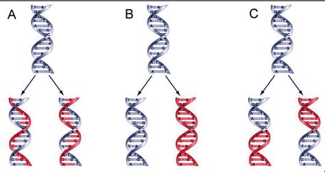 Solved: This Image Depicts The Three Alternative Models Fo... | Chegg.com