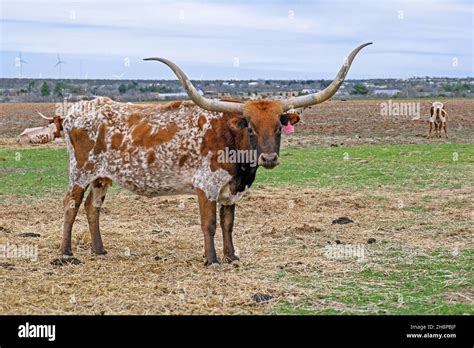 Texas Longhorn Cows In Field Breed Of Cattle Known For Its