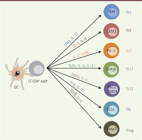 Lymphocytes T Folliculaires Helper Et VIH Unis Pour Le Meilleur Et