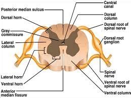 Neuro Basics Flashcards Quizlet