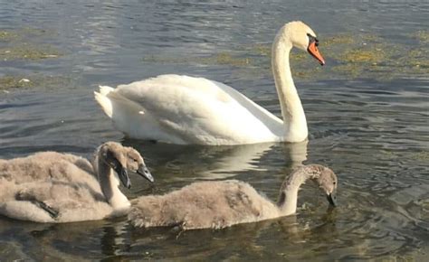 Where Do Swans Go in the Winter? Migration Guide of Most Common Swans