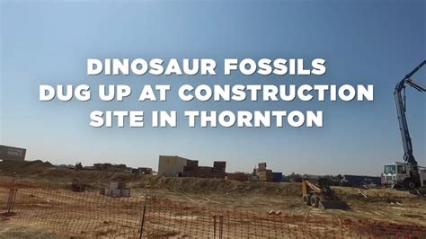 Triceratops Skull Skeleton Dug Up At Construction Site In Thornton