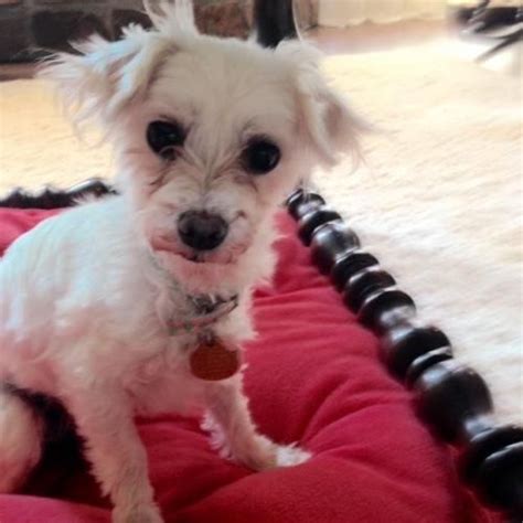 a small white dog sitting on top of a red pillow