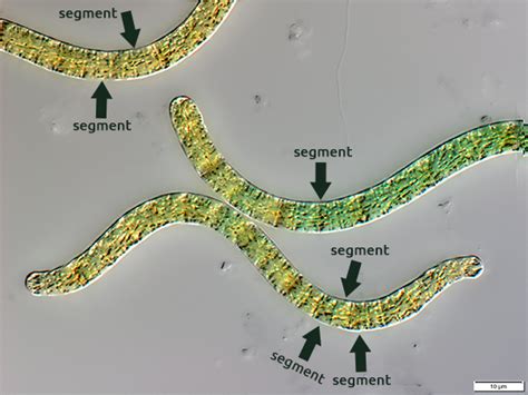 What Is Spirulina Spirulina In Humans Health Fresh Spirulina