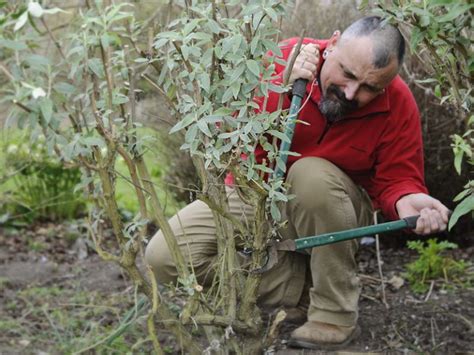 Vlinderstruik Planten Snoeien Bijzondere Soorten Gardeners World