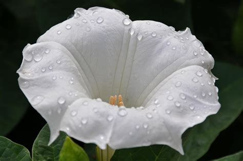 Moon Flower Datura