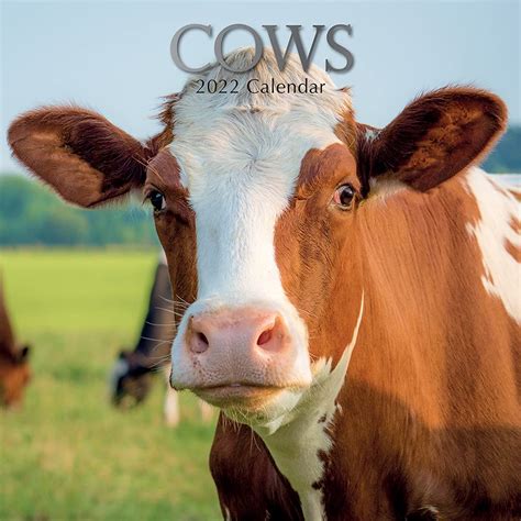 Buy 2022 Square Wall Cows 12 X 12 Inch Monthly View 16 Month