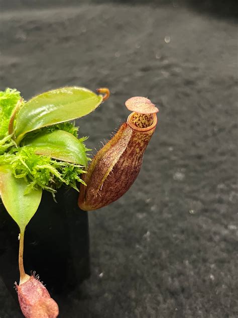 Nepenthes Mira X Peltata Be 4534 Pitcher N Moss