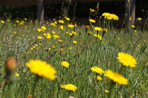 Darmowe Zdjęcia Natura trawa pole trawnik łąka mniszek lekarski