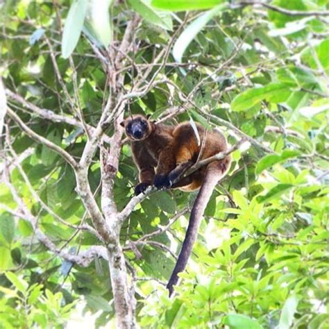 Rare Sighting Lumholtz Tree Kangaroo Skyrail