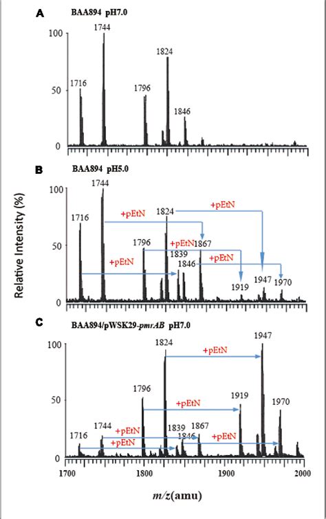 Figure 1 From The Characterization Of Two Component System PmrA PmrB In