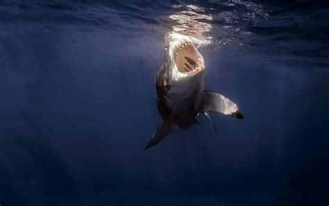 Underwater Shark Wallpaper