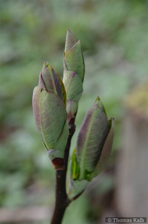 Salix Magnifica Urzeitwald Waldhilsbach