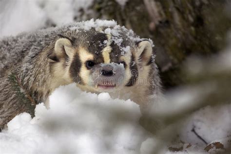 American Badger In Snow Stock Image - Image: 13158491