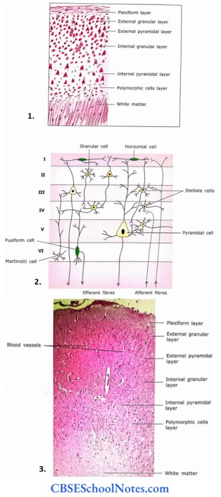 Central And Peripheral Nervous Systems Notes Cbse School Notes