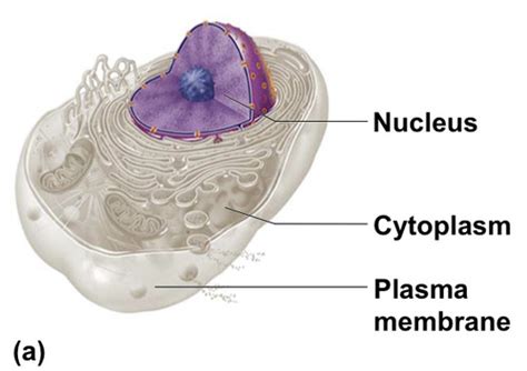 Chapter 3 Cells And Tissues 1 Flashcards Quizlet