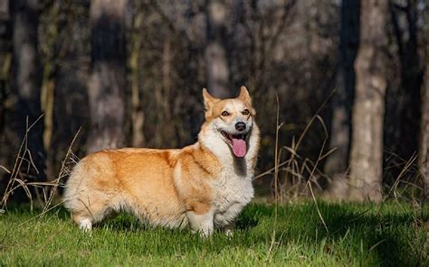 Most Popular Dog Breeds: Find Your Perfect Canine Companion