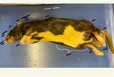 Anatomy Lab Practical 1 Flashcards Quizlet