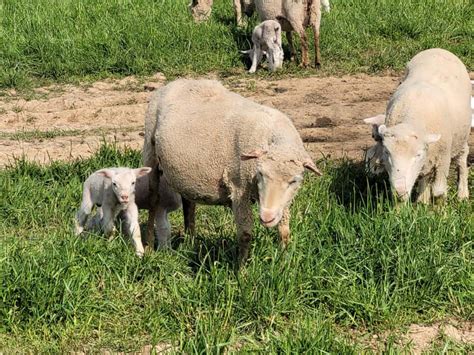 5 Things Dorset Sheep Are Known For – Family Farm Livestock