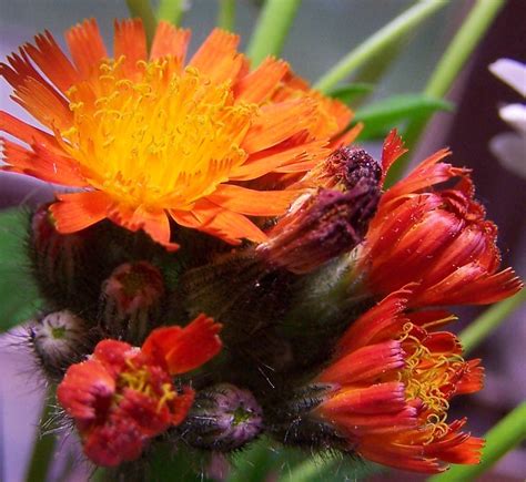 Indian Paintbrush Wildflower One Of 200 Varieties Genes Flickr