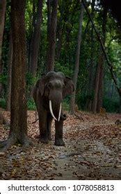 Indian Tusker Elephant Stock Photo 1078058813 | Shutterstock