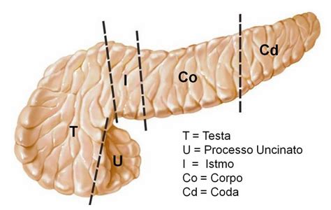 Anatomia Istologia E Funzioni Del Pancreas