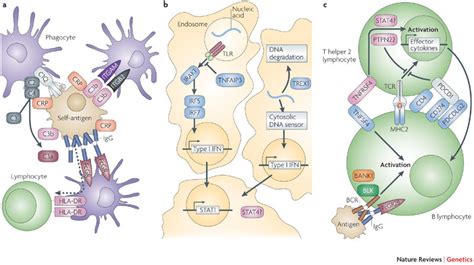 Lupus Pathophysiology Diagram