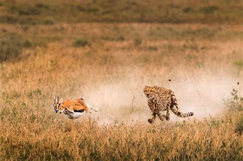 Stunning Pictures Of Cheetahs In Action