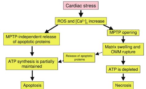 Mitochondrial Permeability Transition Pore Plays A Key Role In