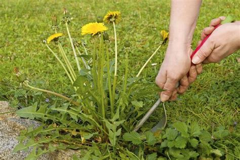 Gardening Expert Shares How To Remove Dandelions From Lawns Without