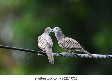 Couple Peaceful Doves Zebra Doves Caressing Stock Photo 666593239 ...