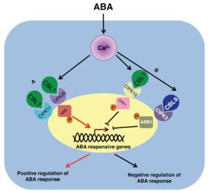 How Plants Transmit Signals Through Alternate Routes During Stress