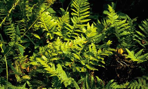 5 or 10 Fern Shade Loving Collection Plants | Groupon