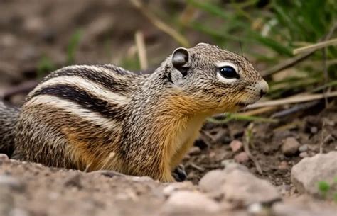 Ground Squirrel Vs Gopher What S The Difference