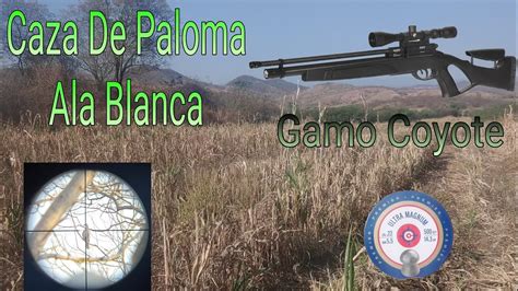 Caza De Palomas Con Rifle De Aire Pcp Parte Youtube