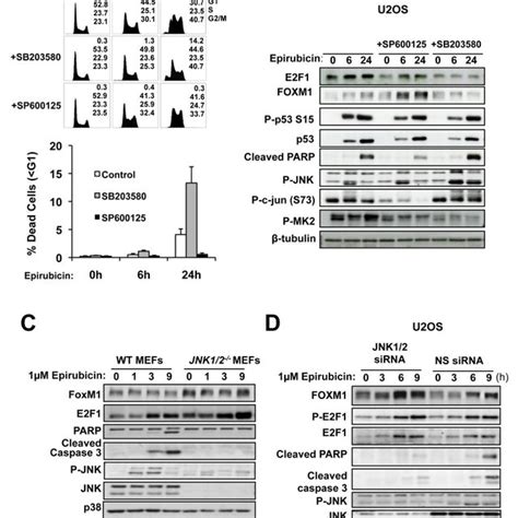 Jnk Inhibition Attenuates While P38 Inhibitor Enhances Download