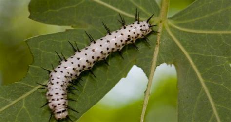 What Type Of Caterpillars Turn Into Butterflies Eathappyproject