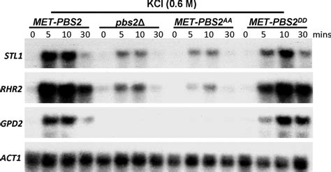 Stress Induced Activation Of Hog1 Dependent Genes Is Observed In Pbs2 Download Scientific