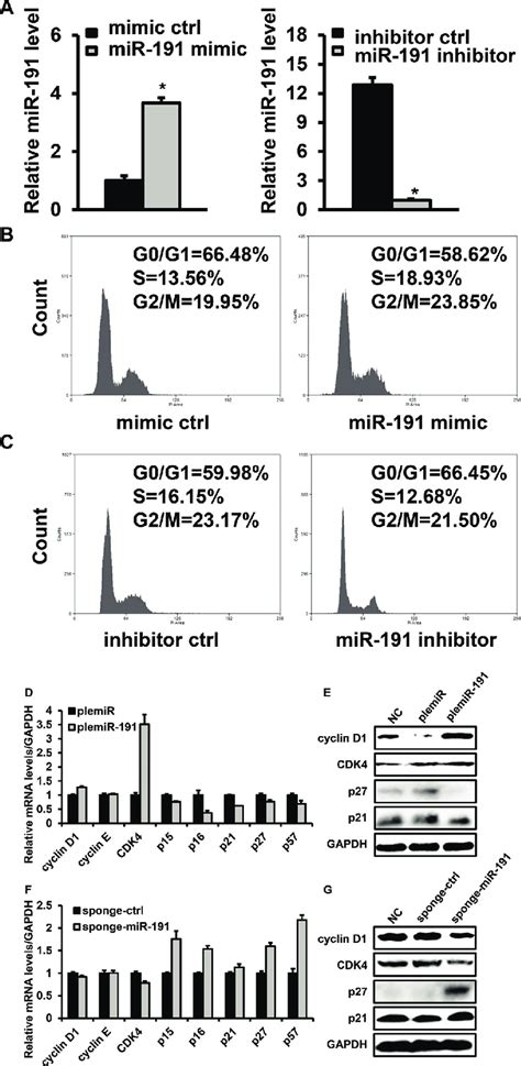 Effects Of Mir 191 On The Cell Cycle Distribution Of Hct116 Cells A