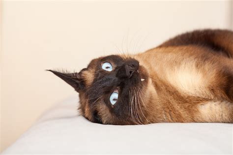 Retrato de um gato siamês lindos olhos azuis que está descansando e