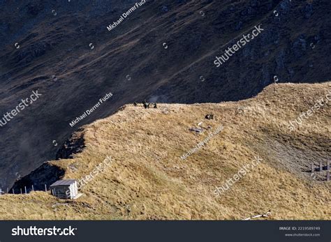 Eight Special Forces Soldiers Swiss Army Stock Photo 2219589749 ...