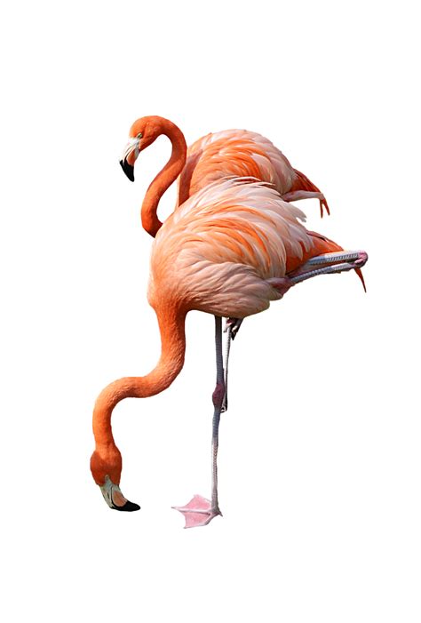 Flamingo Png