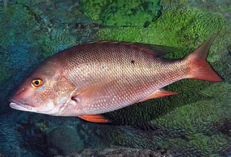 Peixe Cioba É Remoso