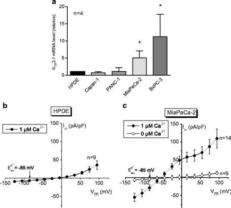 Kca Expression And Ca Activated K Currents A Kca Is