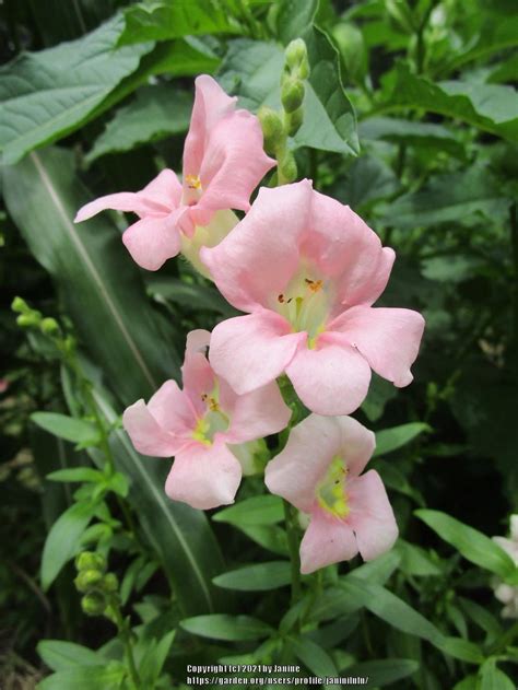 Snapdragon Antirrhinum Majus Chantilly™ Light Pink