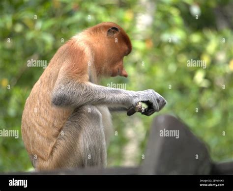 Big Nose Monkey High Resolution Stock Photography and Images - Alamy