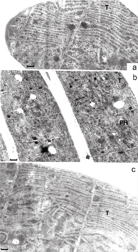 Longitudinal ultra-thin sections of Phormidium favosum (Bory) Gomont. a... | Download Scientific ...