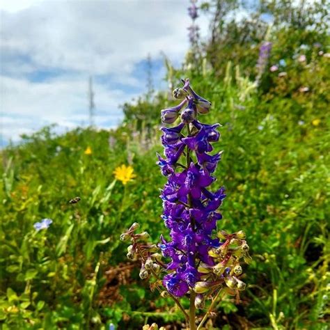 17 Stunning Blue and Purple Flowers | Balcony Garden Web