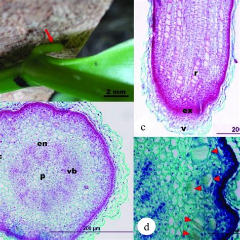 Morpho Anatomy Of Vanilla Adventitious Root Ar At Initiation Stage