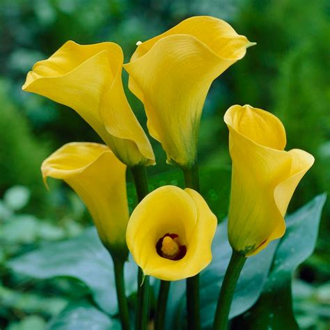 Best Gold Calla Lily Bulbs Zantedeschia High Country Gardens